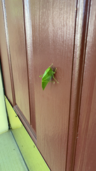 Microcentrum retinerve