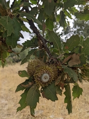 Quercus ithaburensis macrolepis