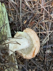 Lactarius vinaceorufescens