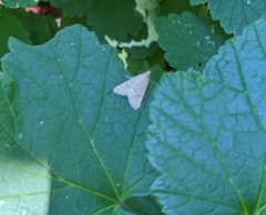 Achyra rantalis