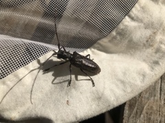 Monochamus maculosus