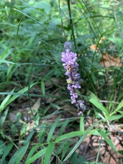 Liriope