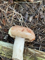 Lactarius vinaceorufescens