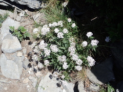 Valeriana montana