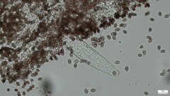 Coprinopsis strossmayeri