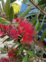 Bombus sonorus