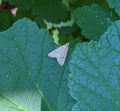 Achyra rantalis