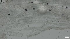 Coprinopsis strossmayeri