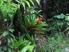 Guzmania berteroniana