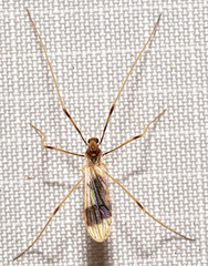 Erioptera venusta