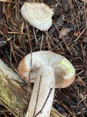 Lactarius vinaceorufescens
