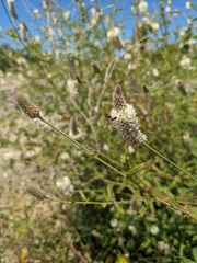 Dalea albiflora