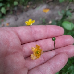 Ranunculus acris