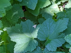 Achyra rantalis