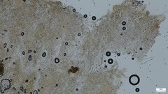 Coprinopsis strossmayeri