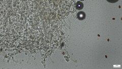 Coprinopsis strossmayeri