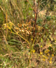 Pastinaca sativa sylvestris