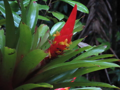 Guzmania berteroniana