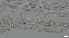 Coprinopsis strossmayeri