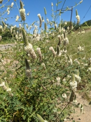 Dalea albiflora