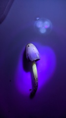 Coprinopsis strossmayeri