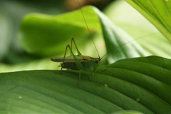 Orchelimum gladiator