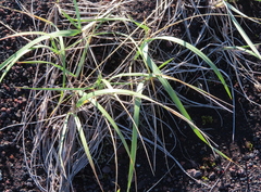 Leymus arenarius