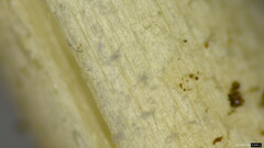 Coprinopsis strossmayeri