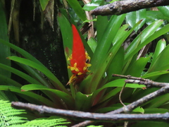 Guzmania berteroniana
