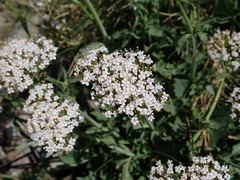 Valeriana montana