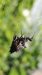 Micrathena gracilis