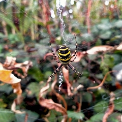 Argiope bruennichi
