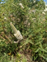 Dalea albiflora