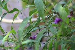 Vernonia gigantea