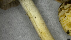 Coprinopsis strossmayeri