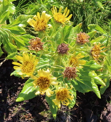 Senecio pseudoarnica