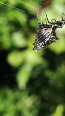 Micrathena gracilis