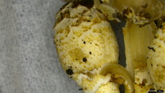 Coprinopsis strossmayeri