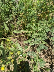 Dalea albiflora