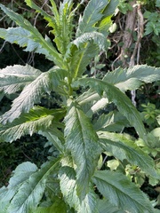 Erechtites hieraciifolius