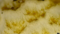 Coprinopsis strossmayeri