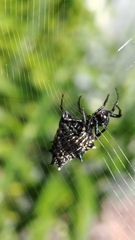 Micrathena gracilis