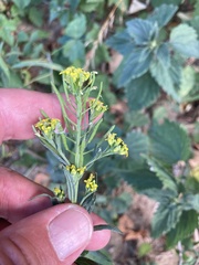 Erysimum cheiranthoides