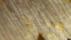 Coprinopsis strossmayeri