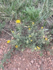 Heterotheca villosa