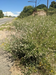 Dalea albiflora