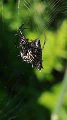 Micrathena gracilis