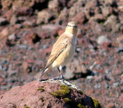 Oenanthe oenanthe