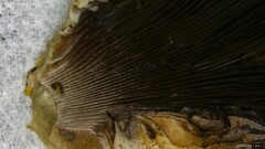 Coprinopsis strossmayeri