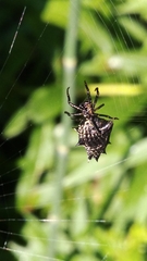 Micrathena gracilis